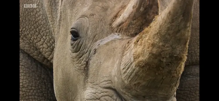 Southern white rhinoceros (Ceratotherium simum simum) as shown in Seven Worlds, One Planet - Africa